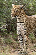 leopards gomo gomo IMG_5137.JPG